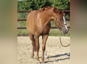 Hannoveranare, Sto, 3 år, 164 cm, fux