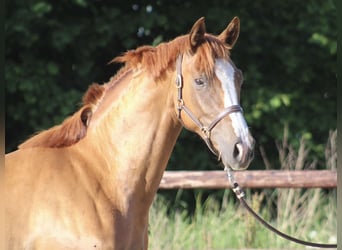 Hannoveranare, Sto, 3 år, 164 cm, fux
