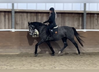 Hannoveranare, Sto, 3 år, 166 cm, Grå