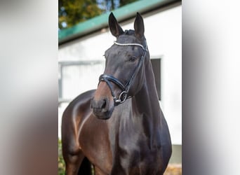 Hannoveranare, Sto, 3 år, 168 cm, Mörkbrun
