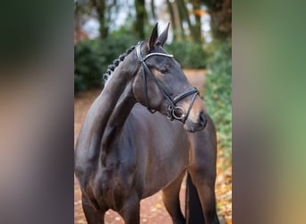 Hannoveranare, Sto, 3 år, 168 cm, Mörkbrun