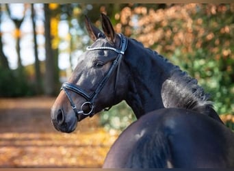 Hannoveranare, Sto, 3 år, 168 cm, Mörkbrun