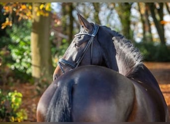 Hannoveranare, Sto, 3 år, 168 cm, Mörkbrun