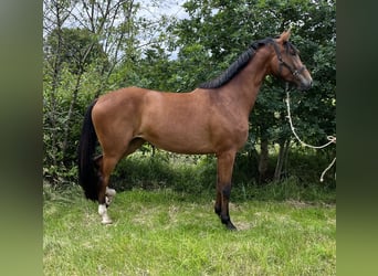 Hannoveraner, Stute, 3 Jahre, 170 cm, Brauner