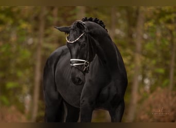 Hannoveranare, Sto, 3 år, 170 cm, Svart