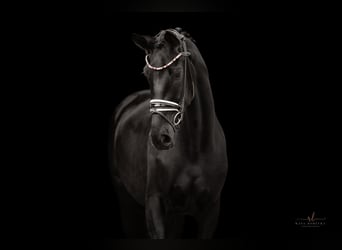 Hannoveranare, Sto, 3 år, 170 cm, Svart