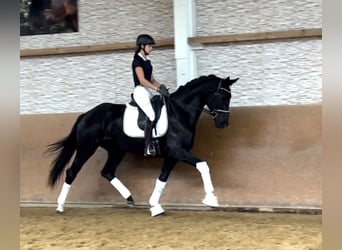 Hannoveranare, Sto, 3 år, 170 cm, Svart