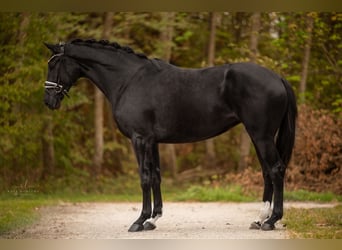 Hannoveranare, Sto, 3 år, 170 cm, Svart