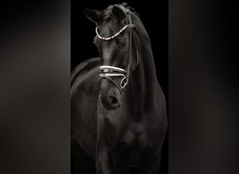 Hannoveranare, Sto, 3 år, 170 cm, Svart