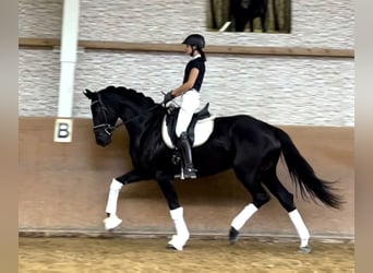 Hannoveranare, Sto, 3 år, 170 cm, Svart