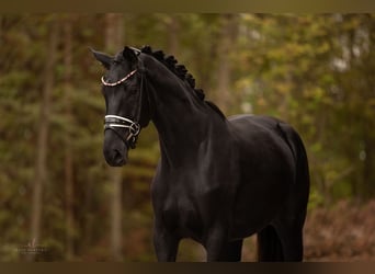 Hannoveranare, Sto, 3 år, 170 cm, Svart
