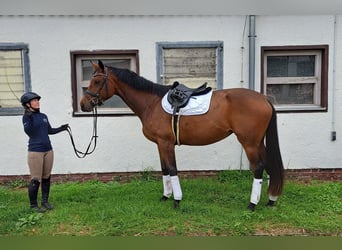 Hannoveranare, Sto, 3 år, 174 cm, Brun