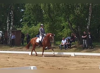 Hannoveraner, Stute, 4 Jahre, 164 cm, Fuchs