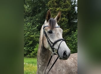 Hannoveranare, Sto, 4 år, 165 cm, Grå-röd-brun