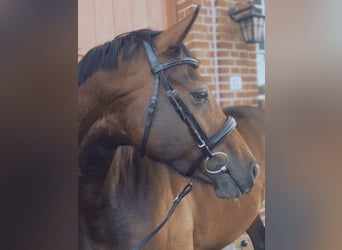 Hannoveranare, Sto, 4 år, 165 cm, Mörkbrun