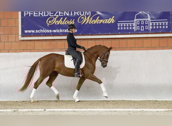 Hannoveranare, Sto, 4 år, 166 cm, Fux
