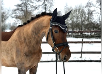 Hannoveranare, Sto, 4 år, 166 cm, Fux