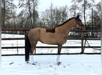 Hannoveranare, Sto, 4 år, 166 cm, Fux
