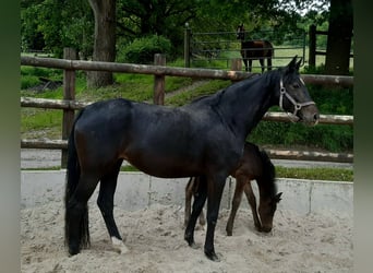 Hannoveranare, Sto, 4 år, 166 cm, Rökfärgad svart