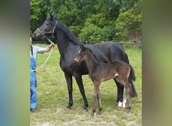 Hannoveranare, Sto, 4 år, 166 cm, Rökfärgad svart