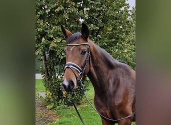 Hannoveranare, Sto, 4 år, 168 cm, Brun