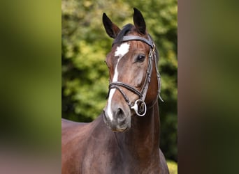 Hannoveranare, Sto, 4 år, 168 cm, Mörkbrun