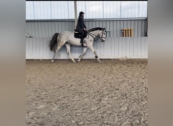 Hannoveranare, Sto, 4 år, 170 cm, Gråskimmel