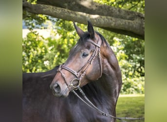 Hannoveranare, Sto, 4 år, 170 cm, Mörkbrun