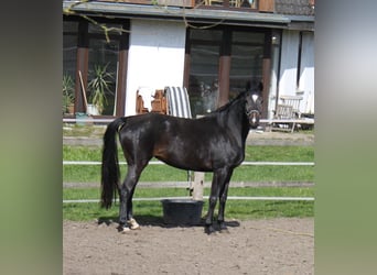Hannoveranare, Sto, 4 år, 170 cm, Rökfärgad svart
