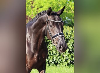 Hannoveranare, Sto, 4 år, 170 cm, Svart