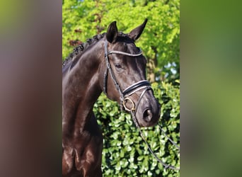 Hannoveranare, Sto, 4 år, 170 cm, Svart