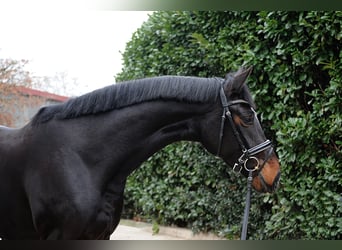 Hannoveranare, Sto, 4 år, 178 cm, Rökfärgad svart