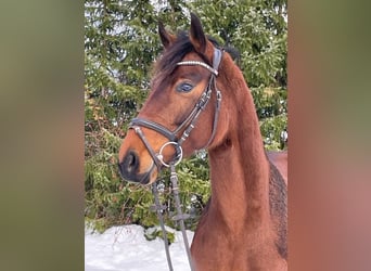 Hannoveranare, Sto, 5 år, 158 cm, Brun