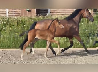 Hannoveranare, Sto, 5 år, 158 cm, Brun