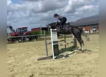 Hannoveranare, Sto, 5 år, 160 cm, Grå