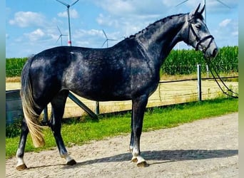 Hannoveranare, Sto, 5 år, 160 cm, Grå