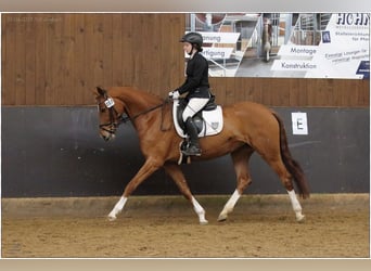 Hannoveranare, Sto, 5 år, 166 cm, fux