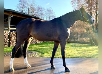Hannoveranare, Sto, 5 år, 166 cm, Rökfärgad svart