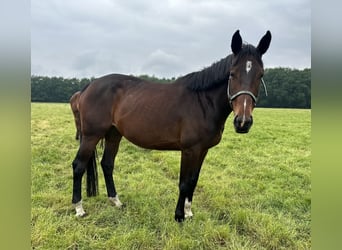 Hannoveranare, Sto, 5 år, 168 cm, Mörkbrun