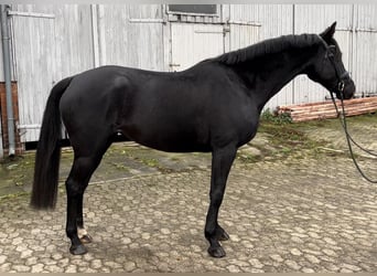 Hannoveranare, Sto, 5 år, 168 cm, Svart