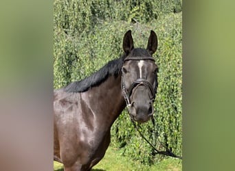 Hannoveranare, Sto, 5 år, 168 cm, Svart
