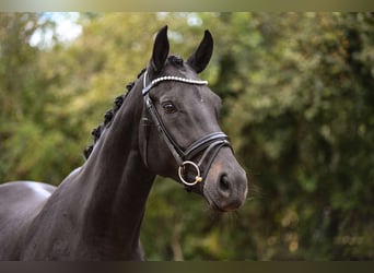 Hannoveranare, Sto, 5 år, 170 cm, Svart