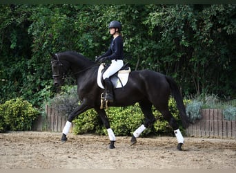 Hannoveranare, Sto, 5 år, 170 cm, Svart