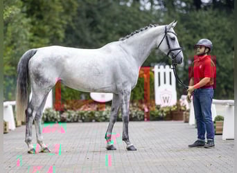 Hannoveranare, Sto, 5 år, 172 cm, Grå