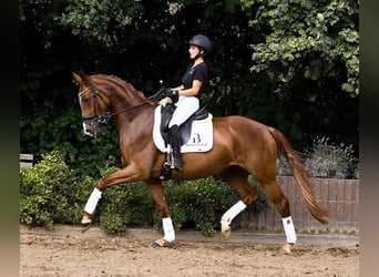 Hannoveranare, Sto, 5 år, 172 cm, Mörkbrun