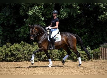 Hannoveranare, Sto, 5 år, 172 cm, Mörkbrun