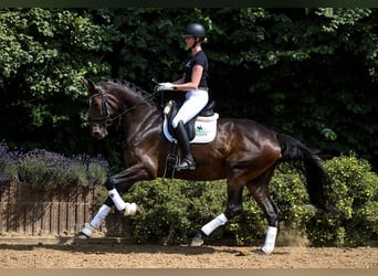 Hannoveranare, Sto, 5 år, 172 cm, Mörkbrun