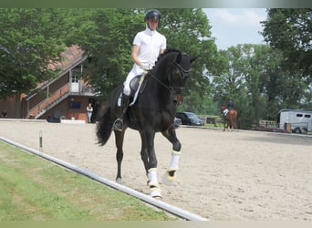 Hannoveranare, Sto, 5 år, 178 cm, Rökfärgad svart