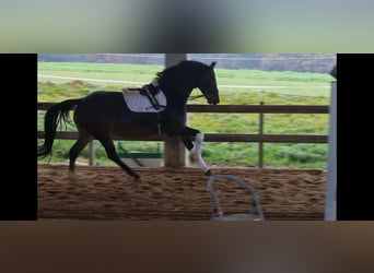 Hannoveranare, Sto, 6 år, 163 cm, Mörkbrun