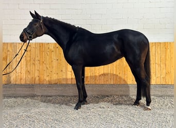Hannoveranare, Sto, 6 år, 166 cm, Rökfärgad svart
